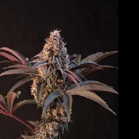 Lemon Cherry Runtz > Fast Buds
